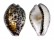 CYPRAEIDAE CYPRAEA TIGRIS shell