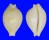 CYPRAEIDAE CYPRAEA MAUIENSIS shell