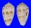 CONIDAE CONUS ARENATUS GRANULOSUS shell