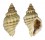 MURICIDAE PARATROPHON QUOYI shell
