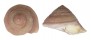 TURBINIDAE GUILDFORDIA TAGAROAE shell