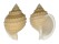 CASSIDAE OOCORYS ALCOCKI shell