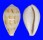 CYPRAEIDAE CYPRAEA HUNGERFORDI COUCOMI shell