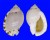 CASSIDAE CASMARIA PONDEROSA shell