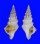 TURRIDAE CLAVUS ANGULATUS shell