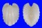 GLOSSIDAE MEIOCARDIA NISHIMURAI shell