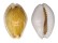CYPRAEIDAE CYPRAEA ACICULARIS MARCUSCOLTROI shell