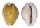 CYPRAEIDAE CYPRAEA ACICULARIS MARCUSCOLTROI shell