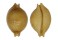 CYPRAEIDAE PUSTULARIA BISTRINOTATA EXCELSIOR shell