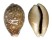 CYPRAEIDAE CYPRAEA VITELLUS shell
