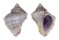 CORALLIOPHILIDAE CORALLIOPHILA CARIBAEA shell
