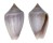 CONIDAE CONUS PUNCTICULATUS shell