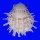 SPONDYLIDAE SPONDYLUS VARIEGATUS shell