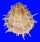 SPONDYLIDAE SPONDYLUS VARIEGATUS shell