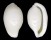 OVULIDAE CALPURNUS LACTEUS shell