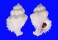 CORALLIOPHILIDAE CORALLIOPHILA BULBIFORMIS shell