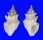 TURRIDAE CLAVUS CANALICULARIS shell