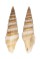 TURRIDAE INQUISITOR SPECIES shell