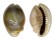 CYPRAEIDAE MONETARIA ANNULUS shell