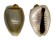 CYPRAEIDAE MONETARIA ANNULUS shell