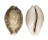 CYPRAEIDAE CYPRAEA VITELLUS shell