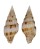 MITRIDAE VEXILLUM PYROPUS shell