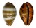 CYPRAEIDAE PALMADUSTA LUTEA shell
