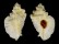 MURICIDAE PTERYNOTUS TRIPTERUS shell