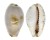 CYPRAEIDAE CYPRAEA GRACILIS MACULA shell