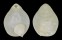 BRACHIOPOD JOLONICA SPECIES shell