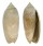 FOSSIL OLIVA CAROLINENSIS shell