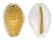 CYPRAEIDAE CYPRAEA ACICULARIS shell