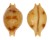 CYPRAEIDAE PUSTULARIA BISTRINOTATA BISTRINOTATA shell