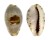 CYPRAEIDAE CYPRAEA GRACILIS MACULA shell