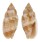 MITRIDAE PTERYGIA cf. SCABRICULA shell