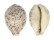 CYPRAEIDAE CYPRAEA TIGRIS PARDALIS shell