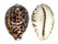 CYPRAEIDAE CYPRAEA TIGRIS SHILDERIANA shell