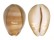 CYPRAEIDAE LYNCINA SCHILDERORUM shell