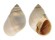 NATICIDAE POLINICES CONICUS shell