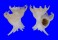 CORALLIOPHILIDAE LATIAXIS MAWAE shell