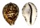 CYPRAEIDAE CYPRAEA TIGRIS SHILDERIANA shell