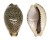 CYPRAEIDAE EROSARIA TURDUS WINCKWORTHI shell