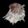 OSTREIDAE PLANOSTREA PESTIGRIS shell