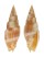 MITRIDAE VEXILLUM COOKORUM shell