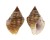 BUCCINIDAE CANTHARUS AURITULA shell
