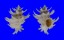 CORALLIOPHILIDAE BABELOMUREX SPINOSUS shell