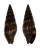 MITRIDAE VEXILLUM AUSTRALE shell
