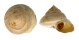 PLEUROTOMARIIDAE BAYEROTROCHUS WESTRALIS shell