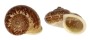 LANDSNAIL CYCLOPHORUS SIAMENSIS shell
