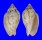 VOLUTIDAE CYMBIOLA FLAVICANS shell